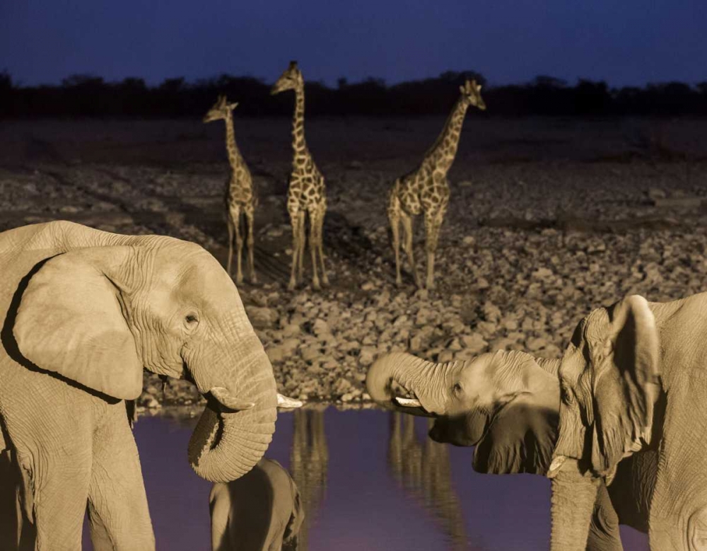 Namibia, Etosha NP Elephants and giraffes